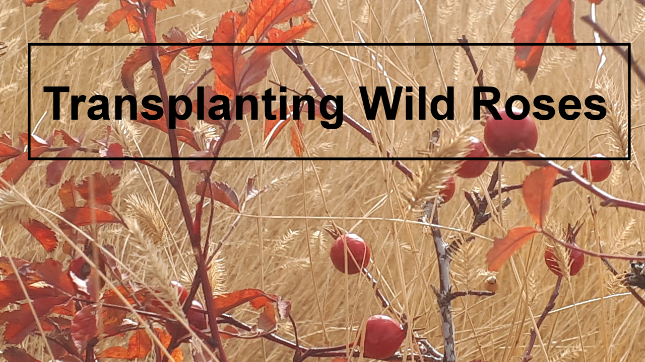 Transplanting Wild Rose Bushes